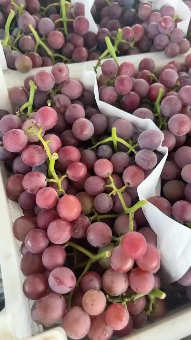 大颗粒软枝巨峰葡萄🍇海量供应，口感嘎嘎甜产地直采。