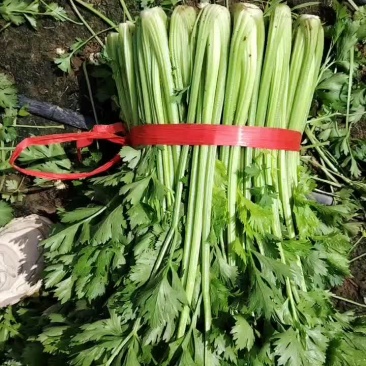 中细棵芹菜