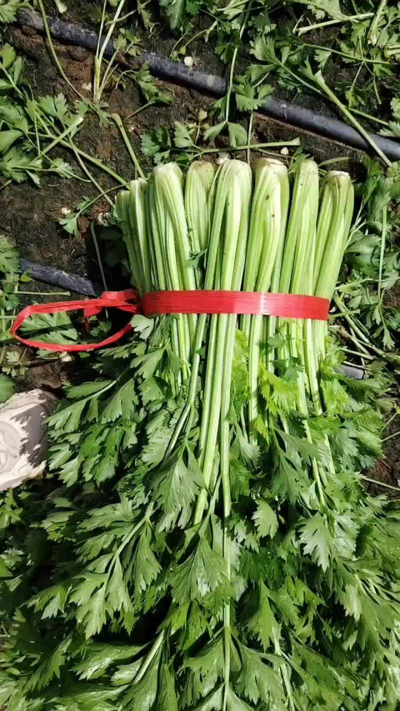 中细棵芹菜