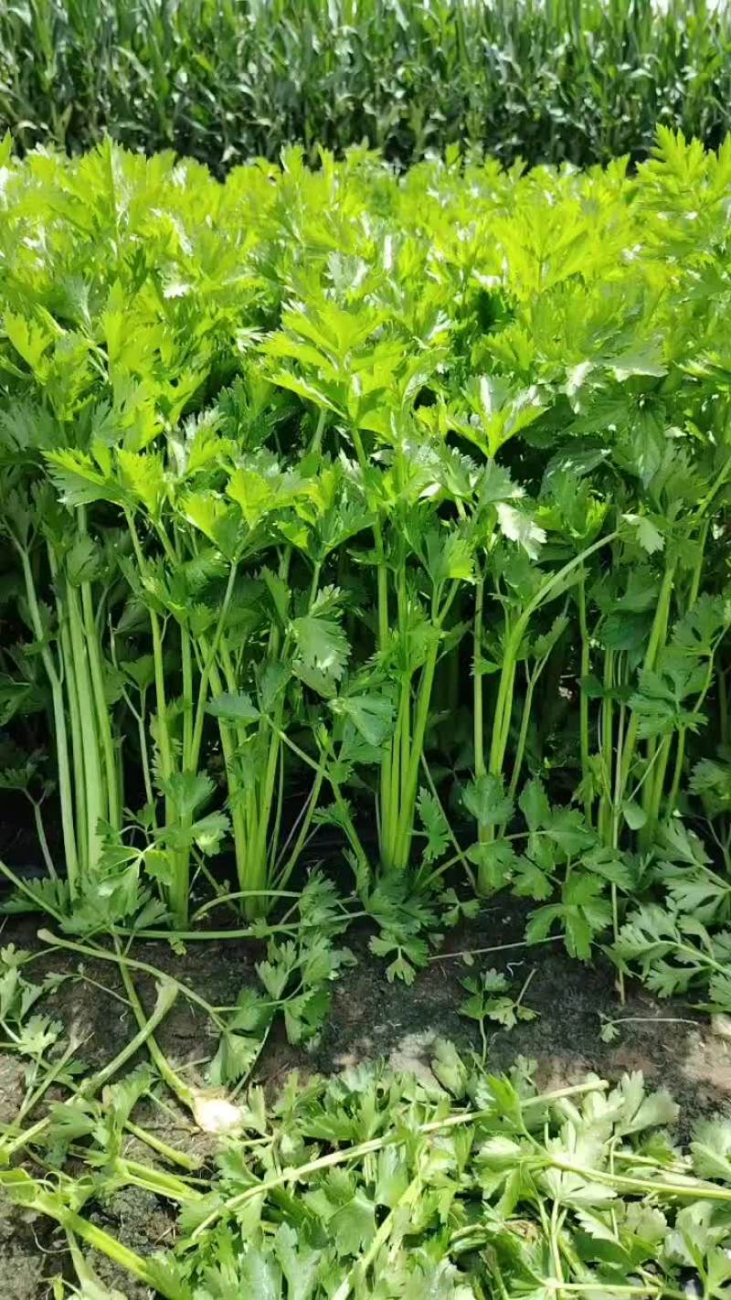 中细棵芹菜