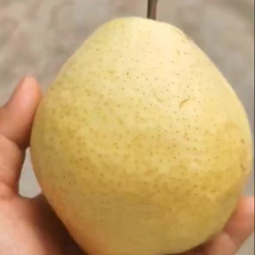 干面梨