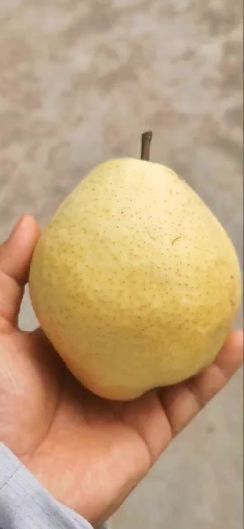干面梨