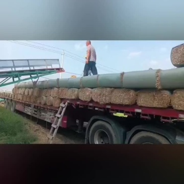 小麦秸秆