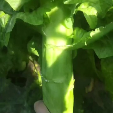 山东郯城莴苣十一之后大量上市，青皮青肉，不空心，欢迎老板