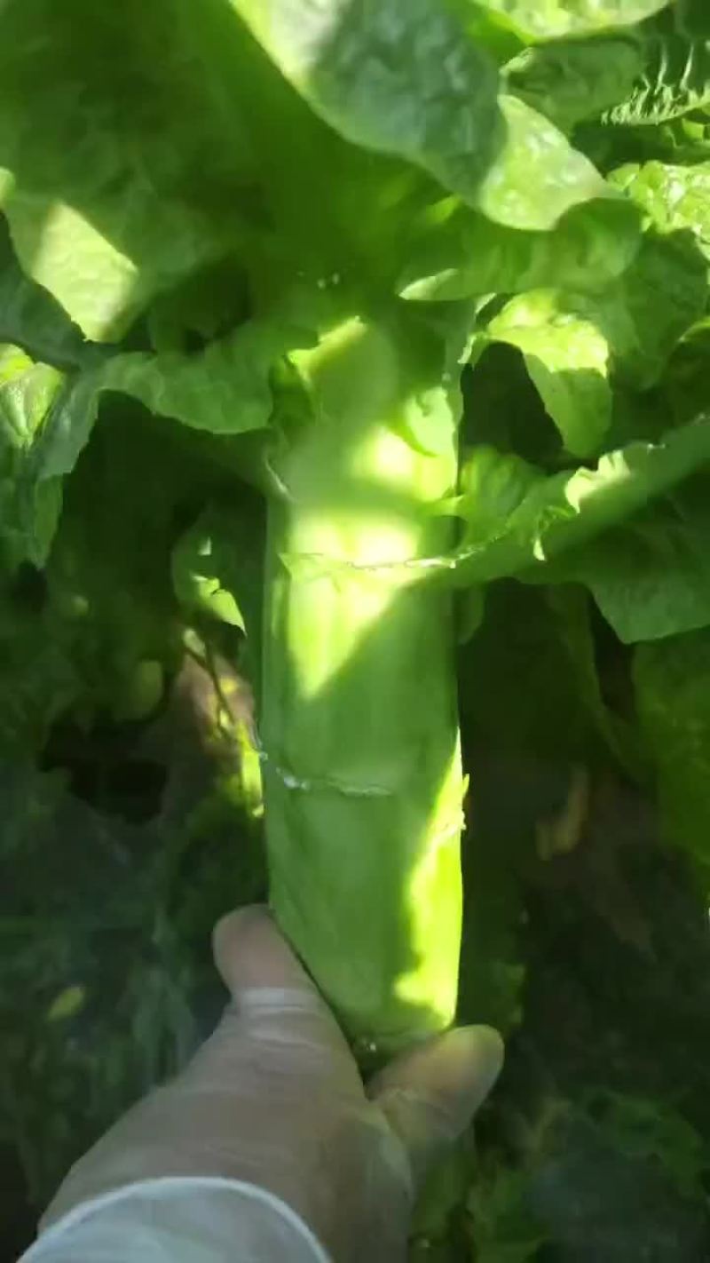 山东郯城莴苣十一之后大量上市，青皮青肉，不空心，欢迎老板