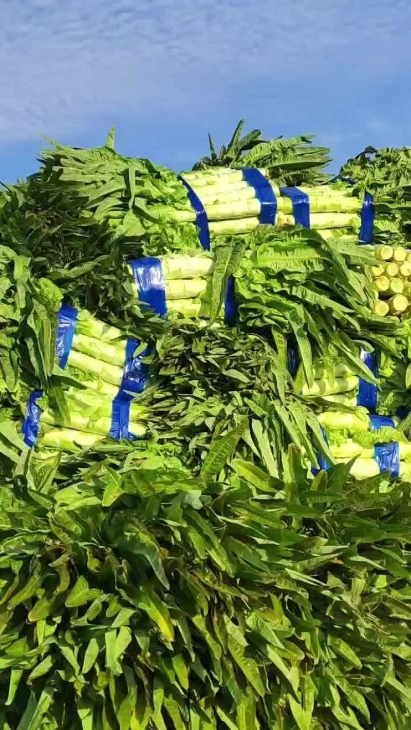 山东郯城莴苣十一之后大量上市，青皮青肉，不空心，欢迎老板