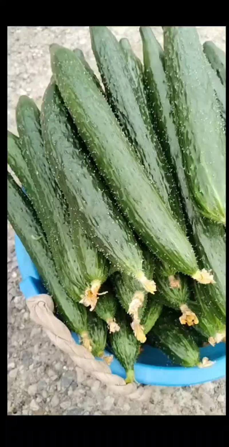 天气要爆炸了，今天温度高黄瓜量也少了