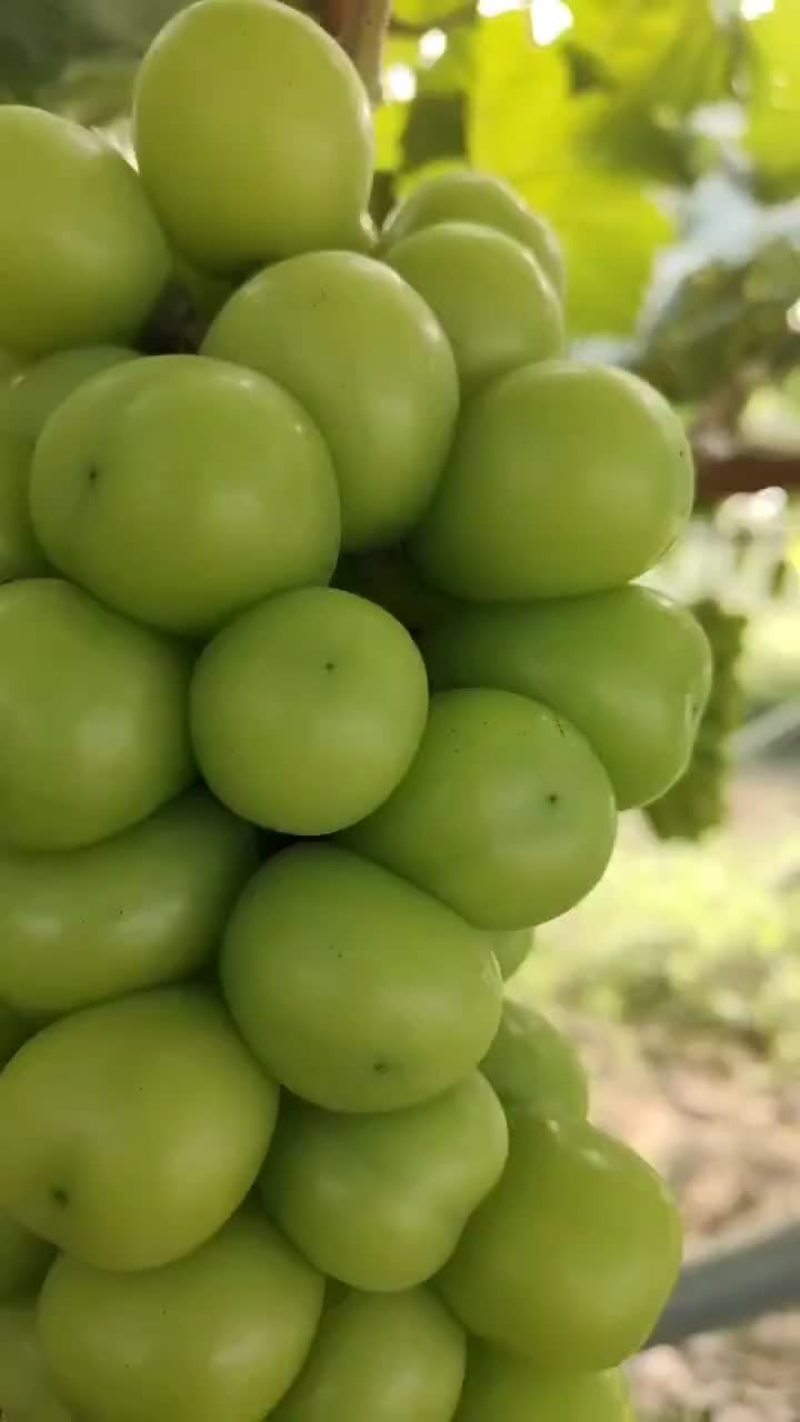 阳光玫瑰葡萄！自产自销，品质有保证