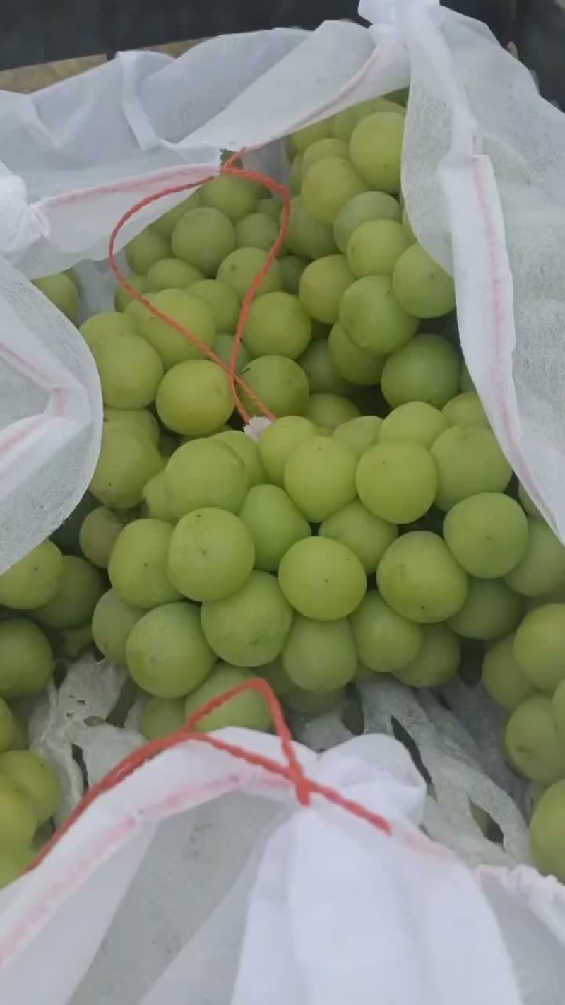 阳光玫瑰葡萄！自产自销，品质有保证