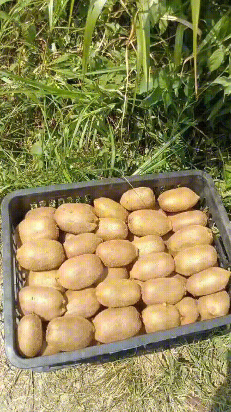 猕猴桃米良一号，鲜果