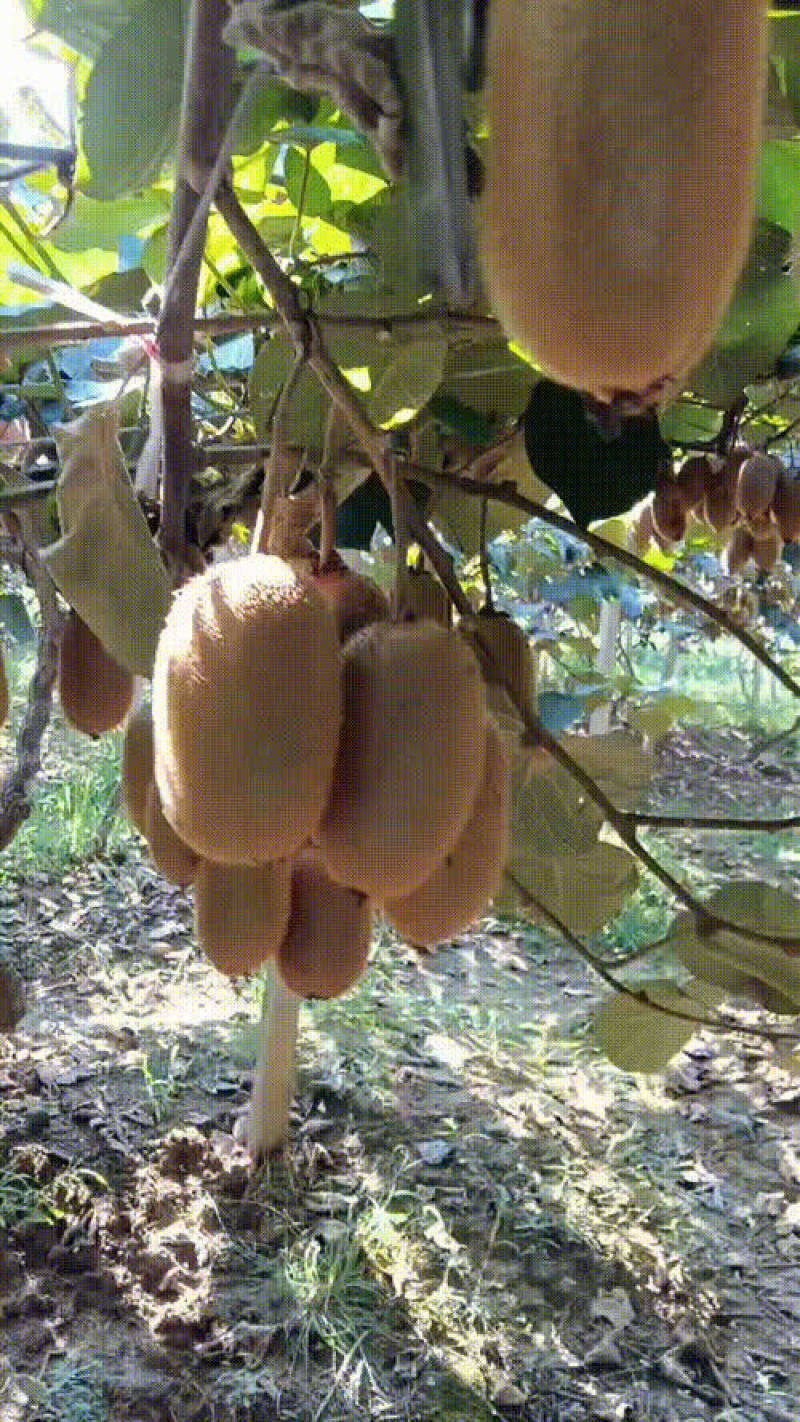猕猴桃米良一号，鲜果