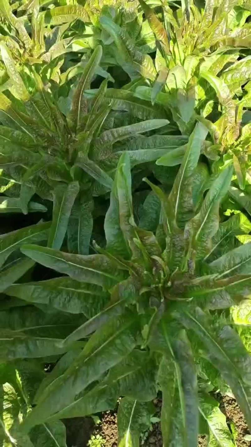 山东郯城莴苣，电商平台，实地看货，质量好，欢迎来电