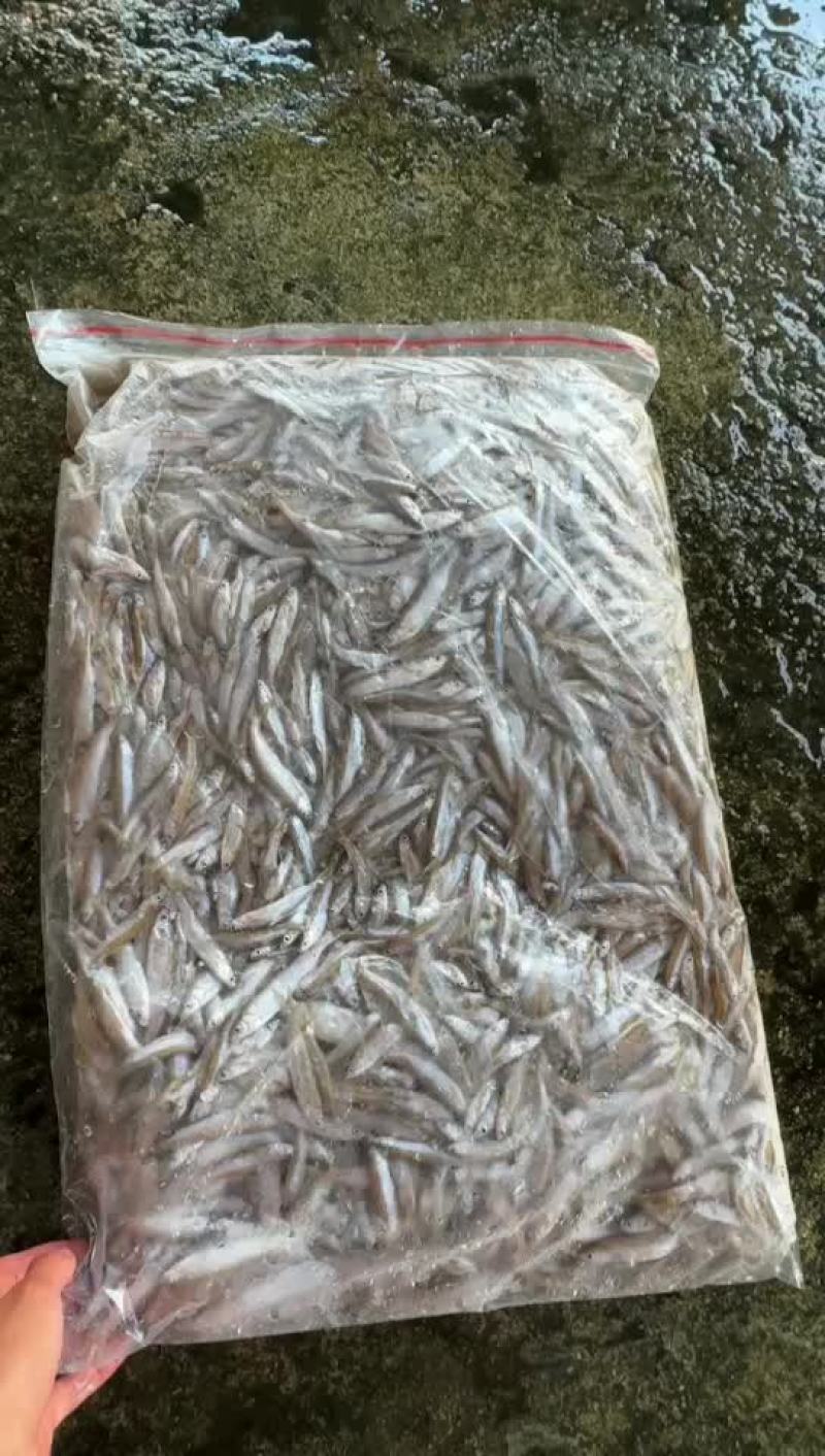 冻板的小白条不开肚子