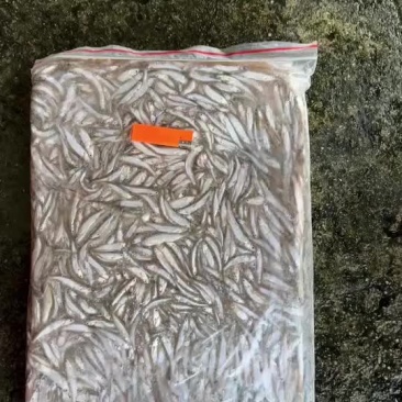 冻板的小白条不开肚子