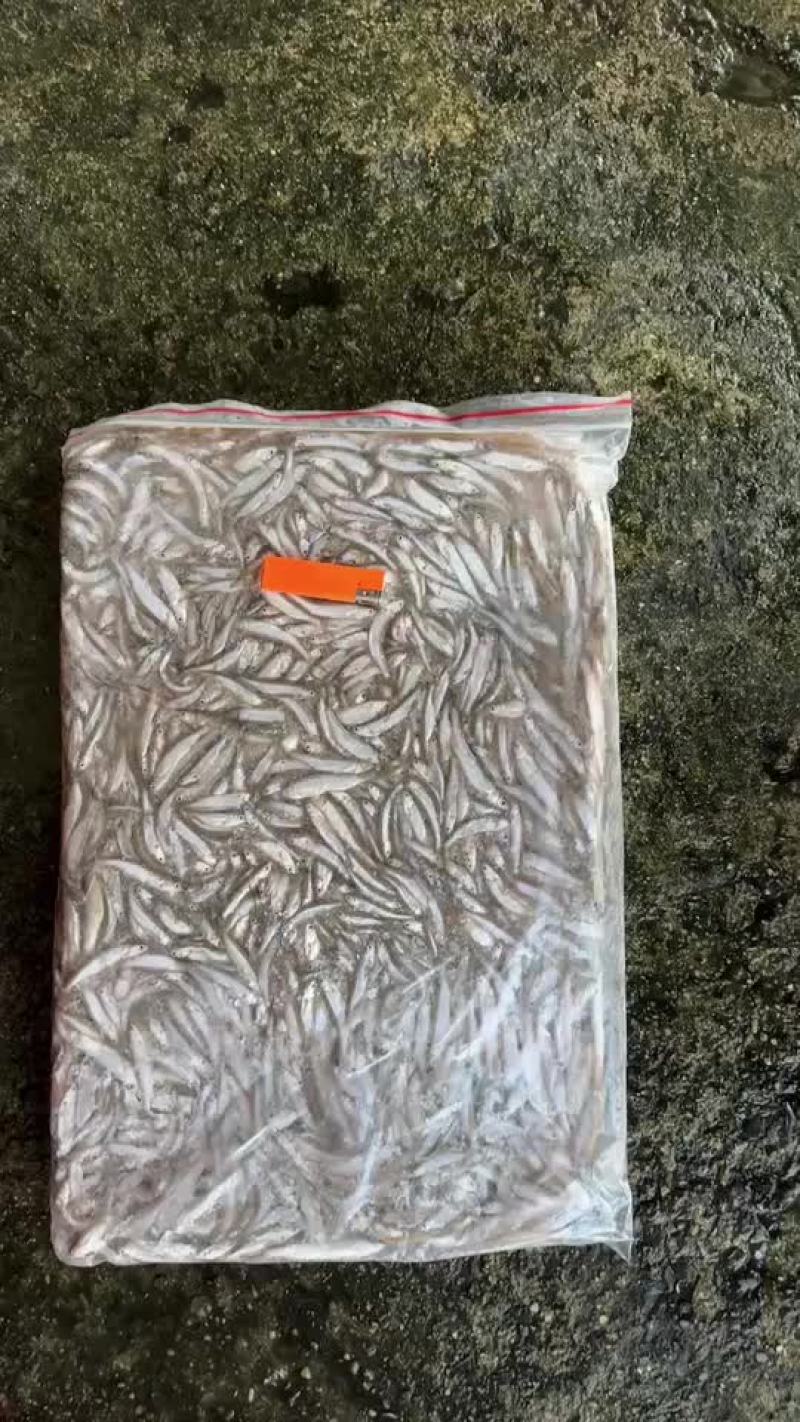 冻板的小白条不开肚子