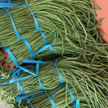 精品长豆角大量上市中