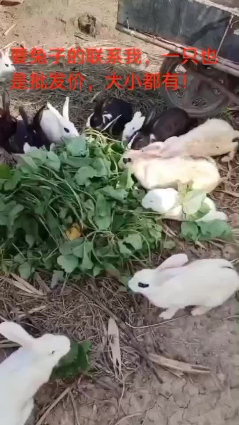 家兔