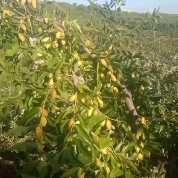 高山马芽枣