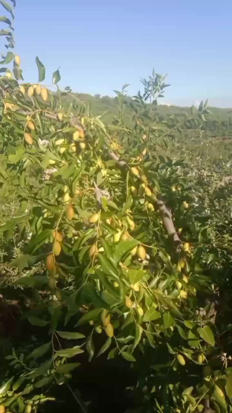 高山马芽枣