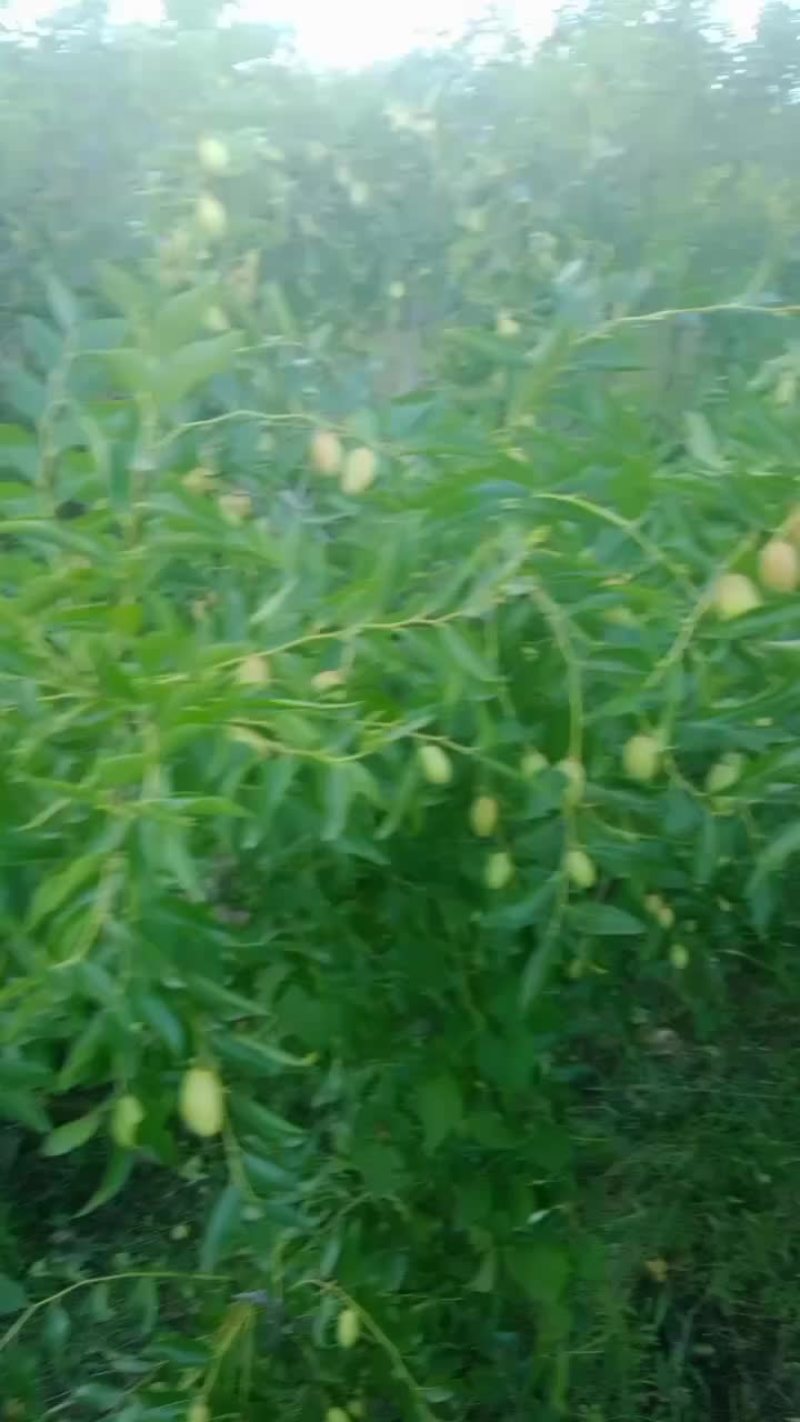 高山马芽枣