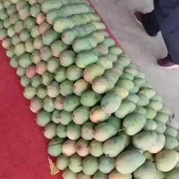 芒果尾期