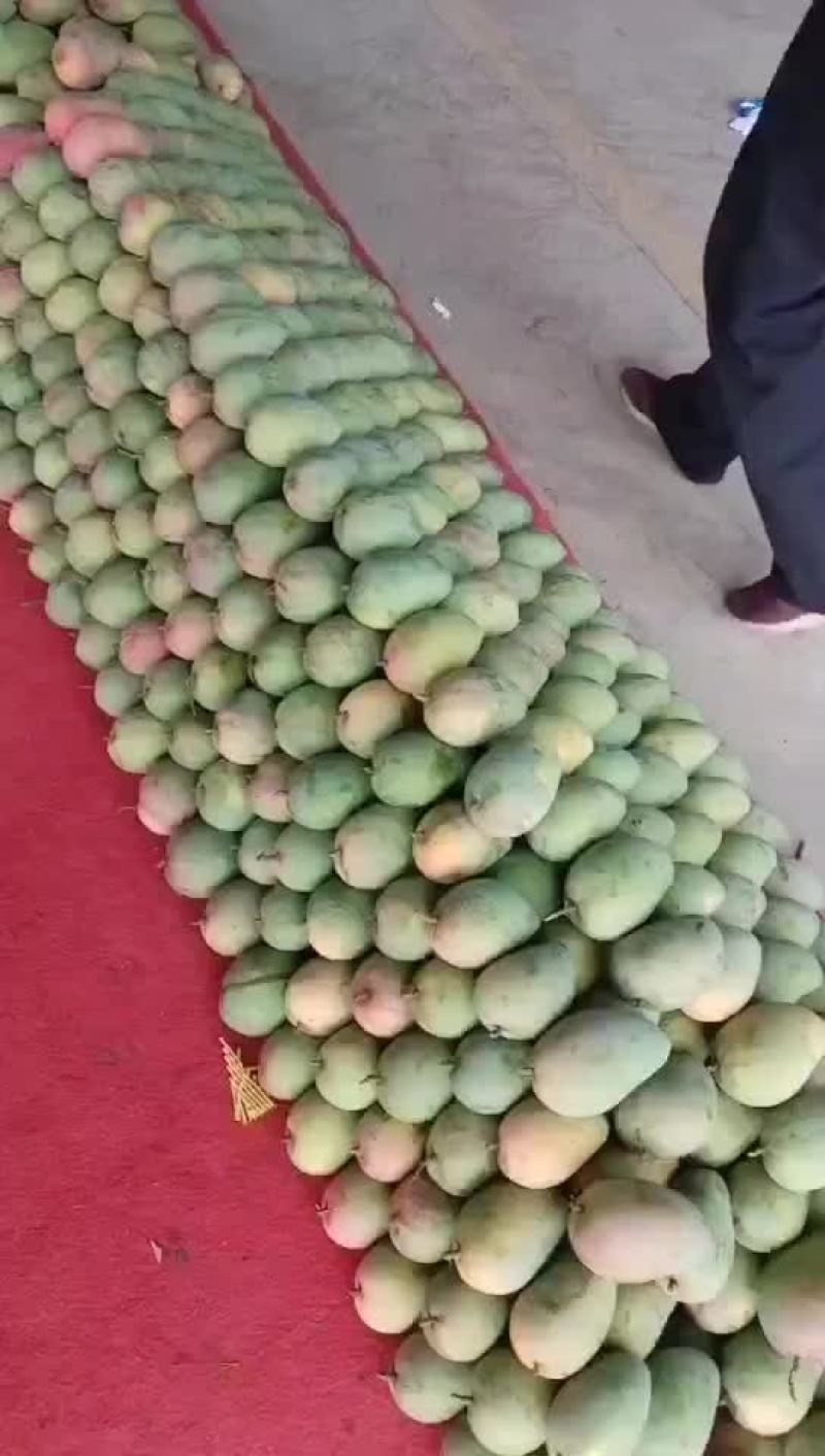 芒果尾期