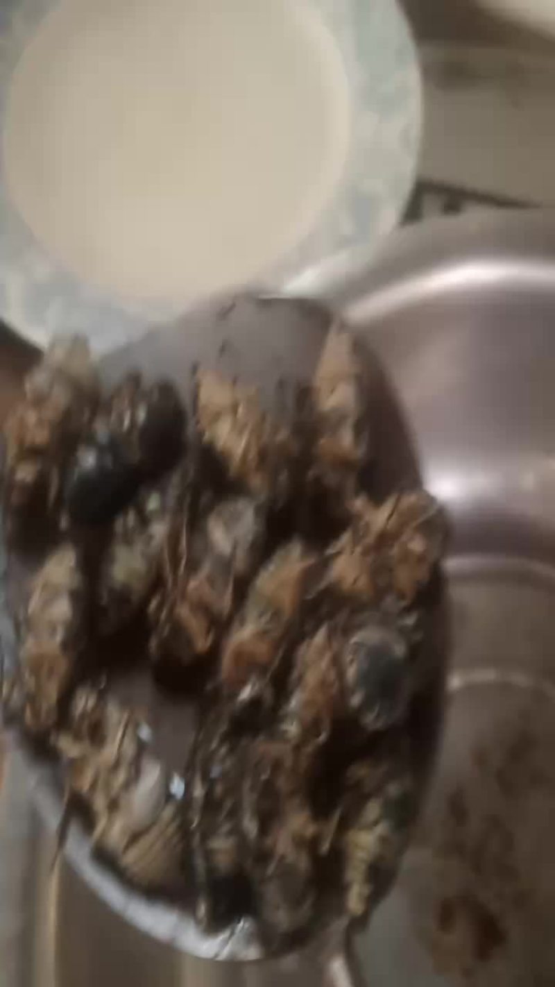 小金蝉