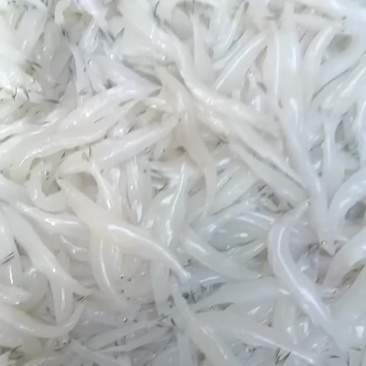 质量嘎嘎好，肥条。