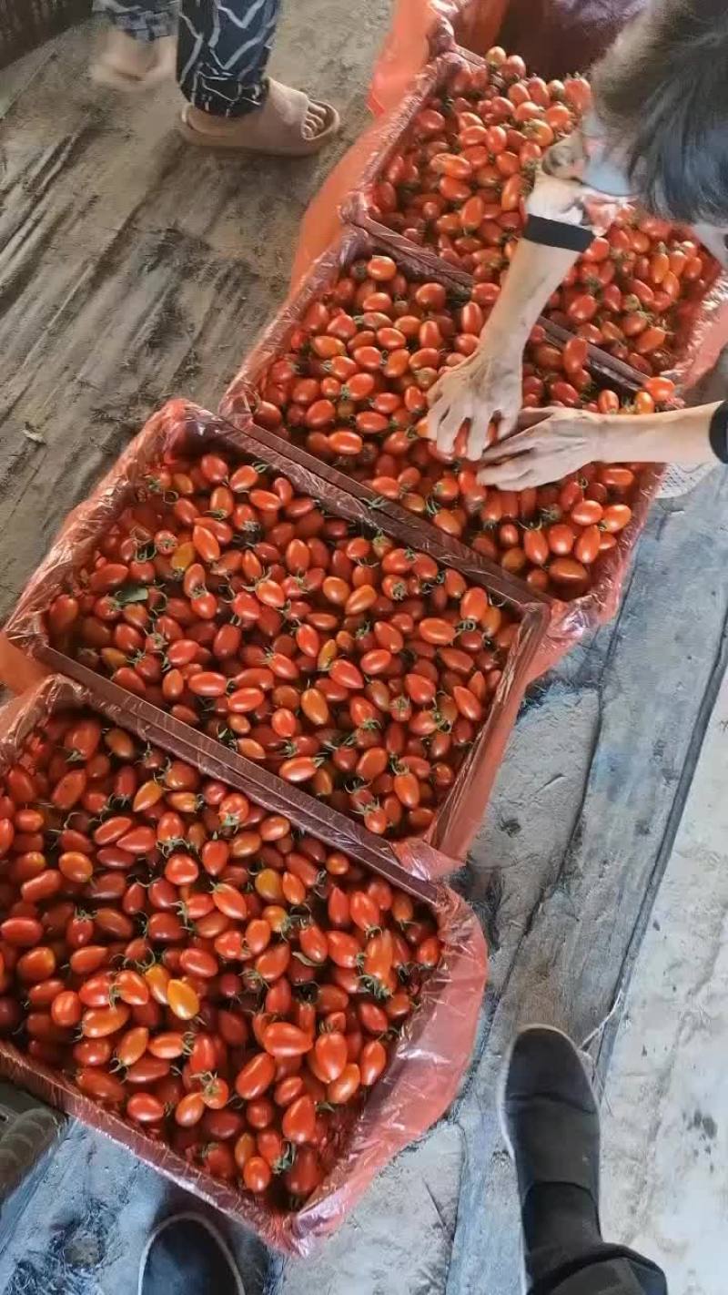 产地直采圣母果