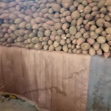 板栗红薯大量有货