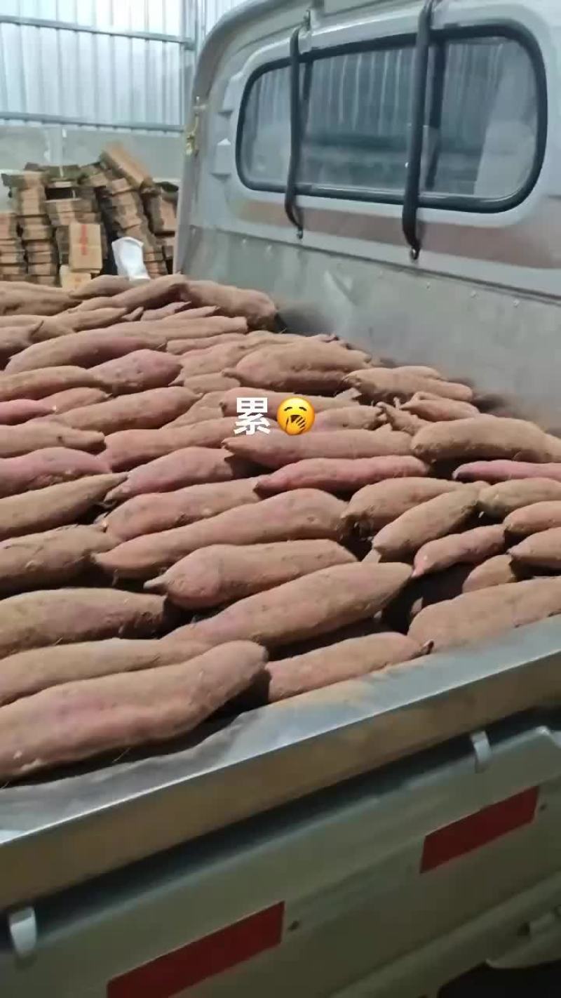 板栗红薯大量有货