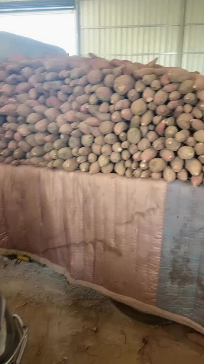 板栗红薯大量有货