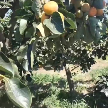 七月黄市子