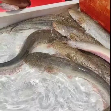 鲶鱼