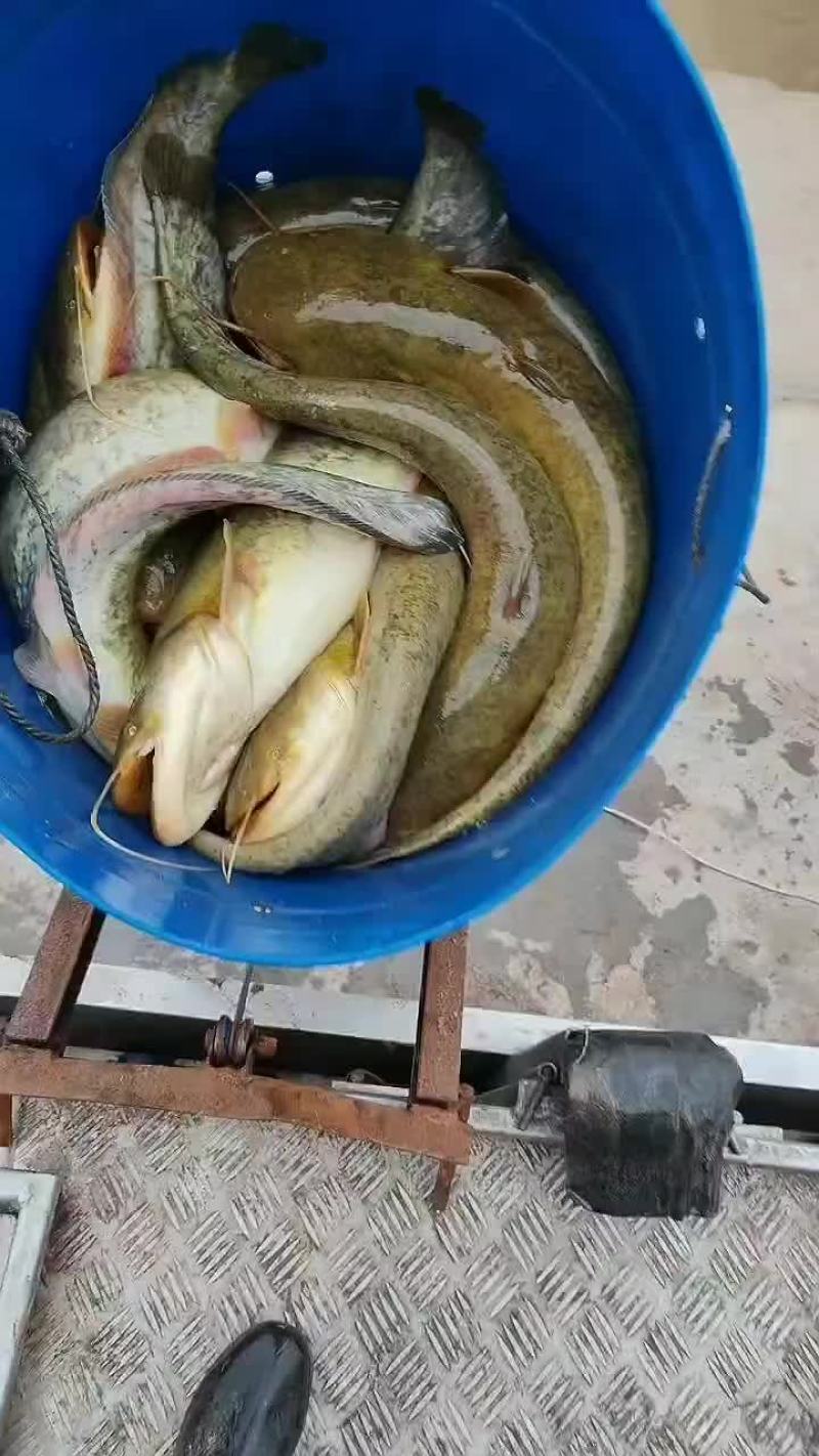 鲶鱼
