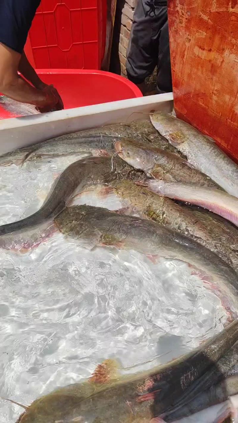 鲶鱼