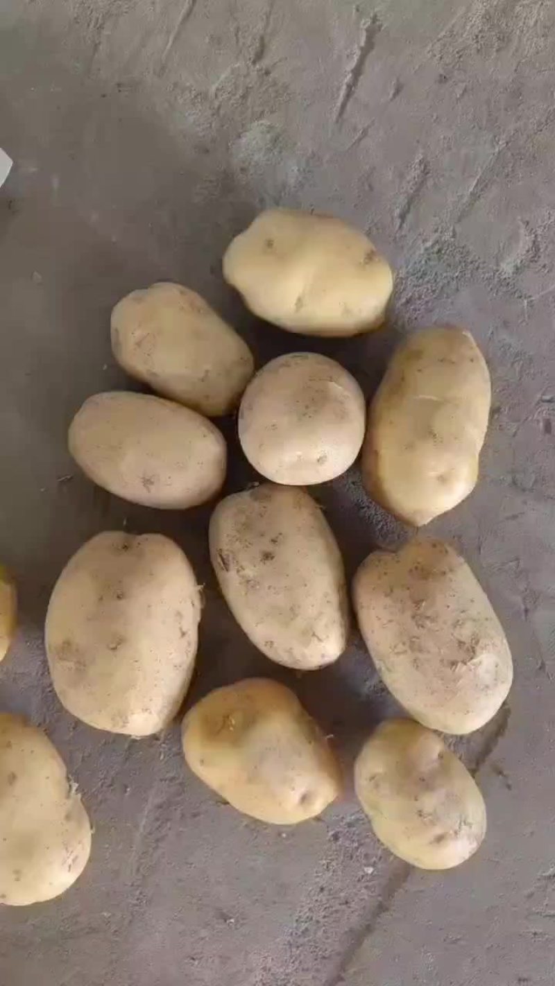 惠民成哥蔬菜水果批发商