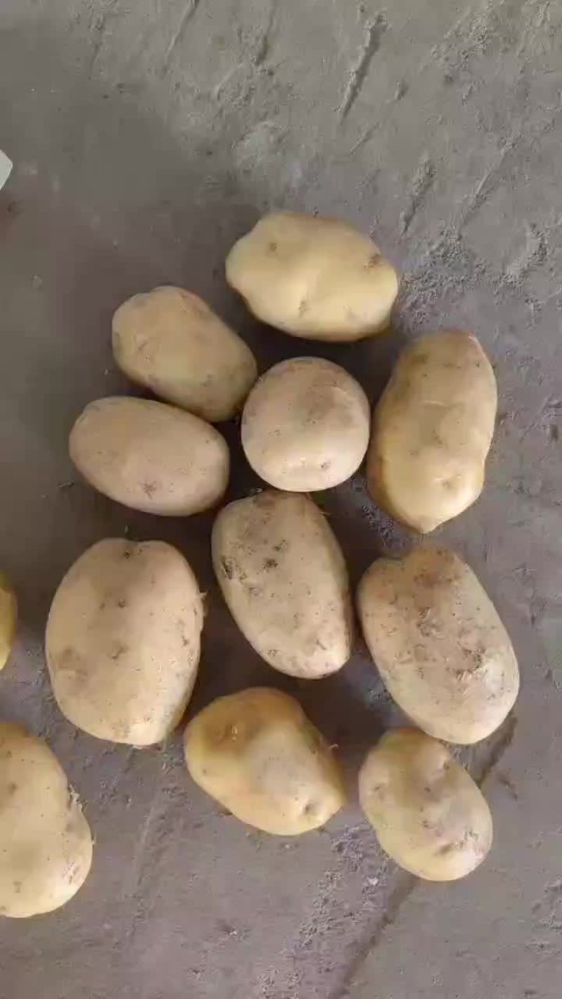 惠民成哥蔬菜水果批发商