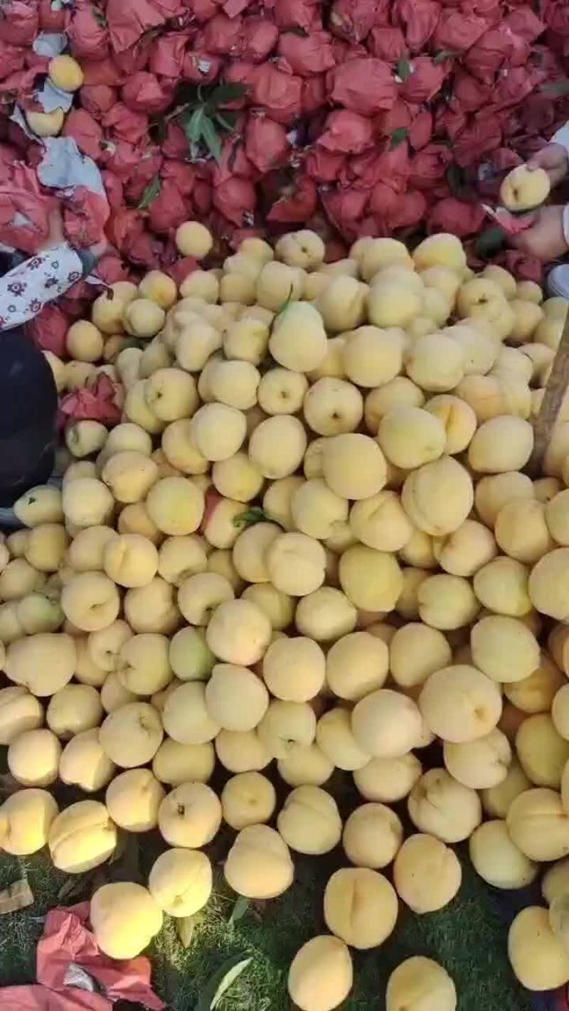 锦绣黄桃