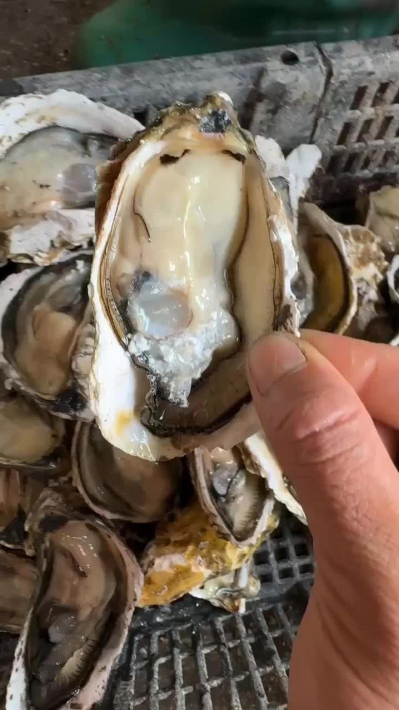 井州生蚝