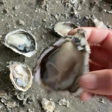 井州生蚝