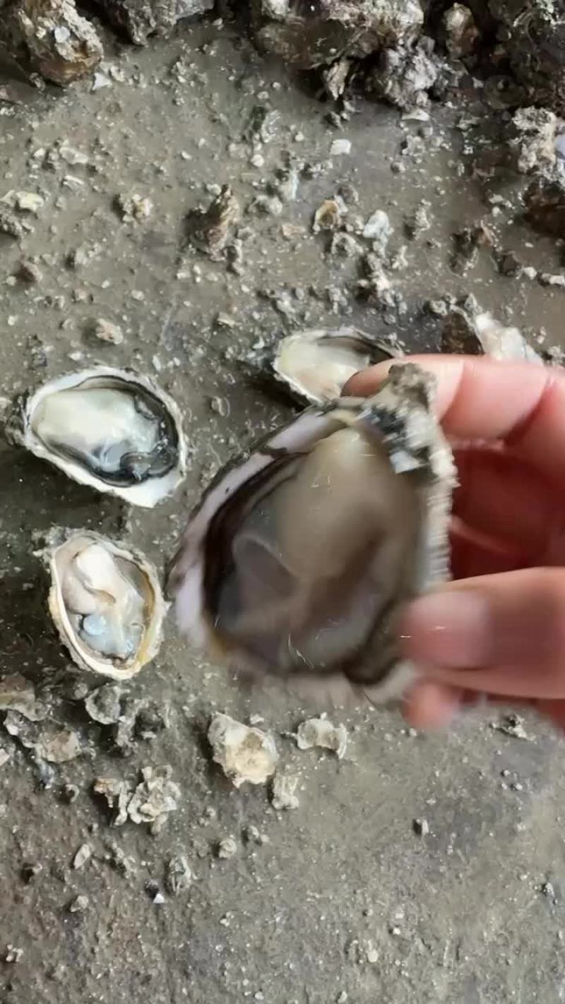 井州生蚝
