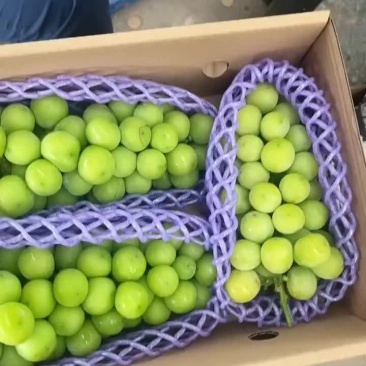 阳光玫瑰