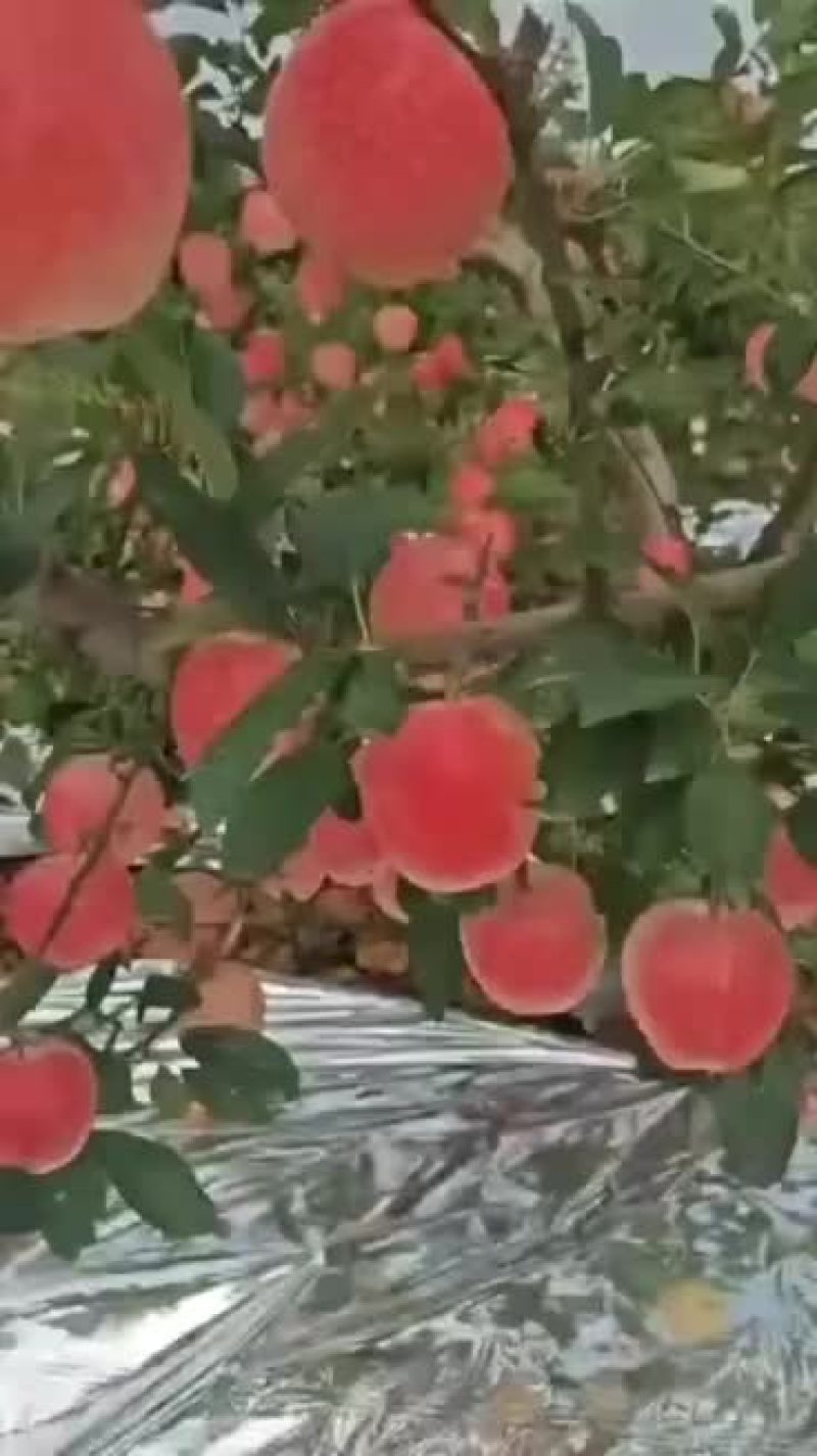 岳阳红苹果