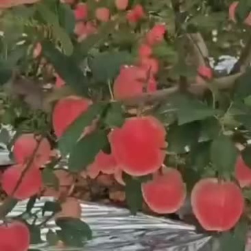 岳阳红苹果