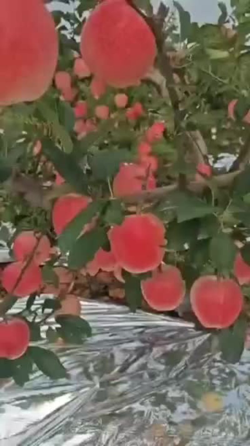 岳阳红苹果