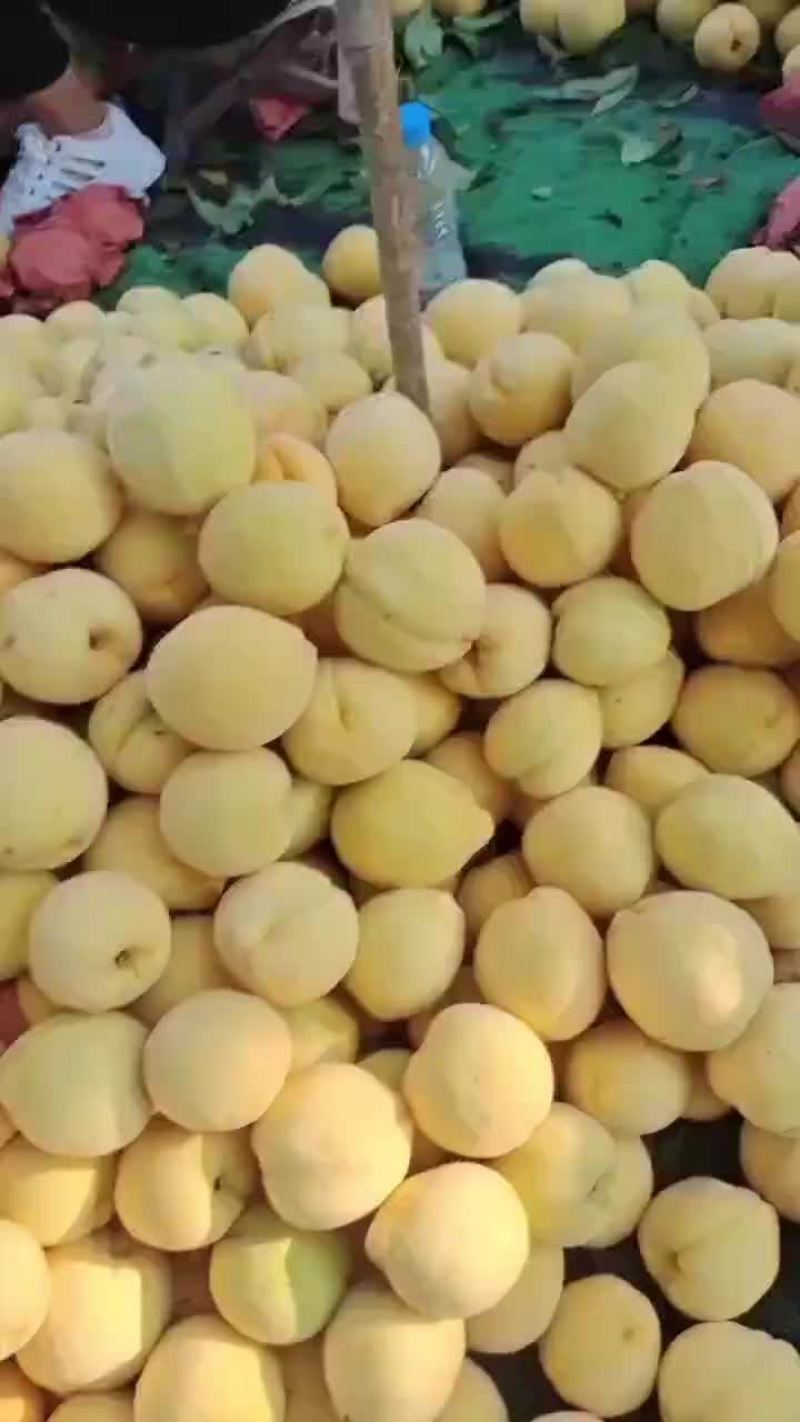 锦绣黄桃