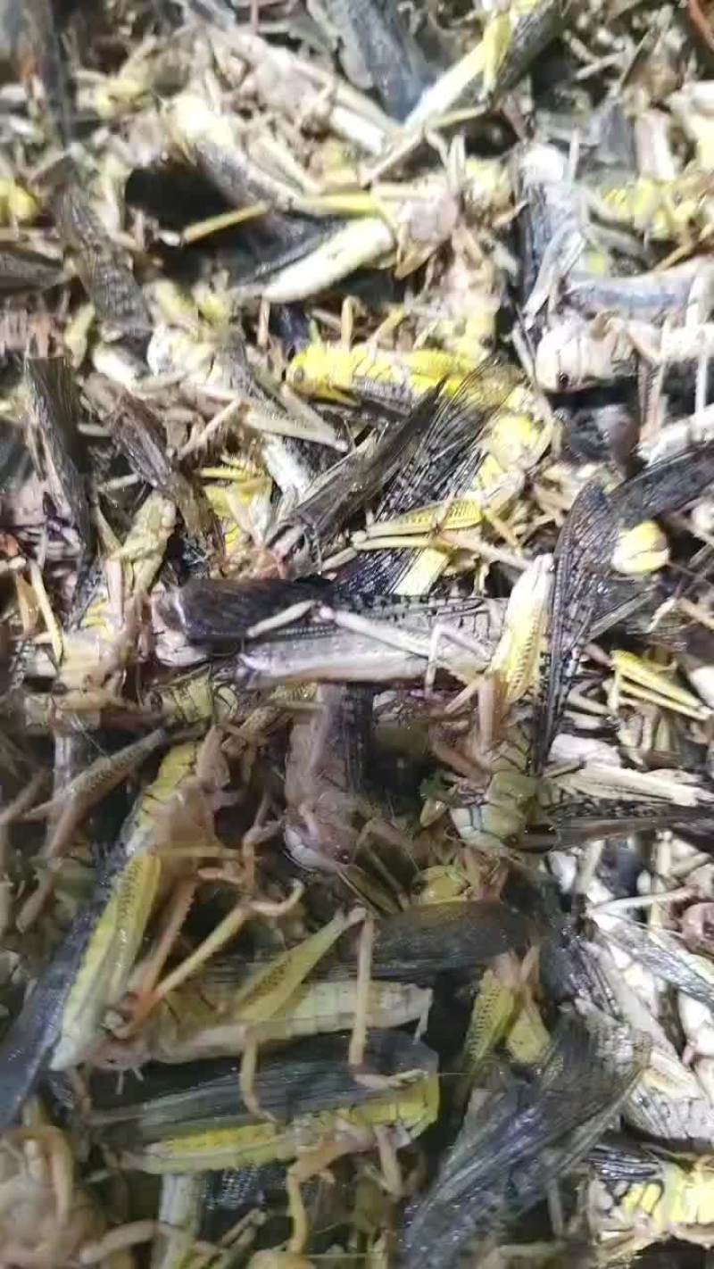 速冻蚂蚱蝗虫东亚飞蝗