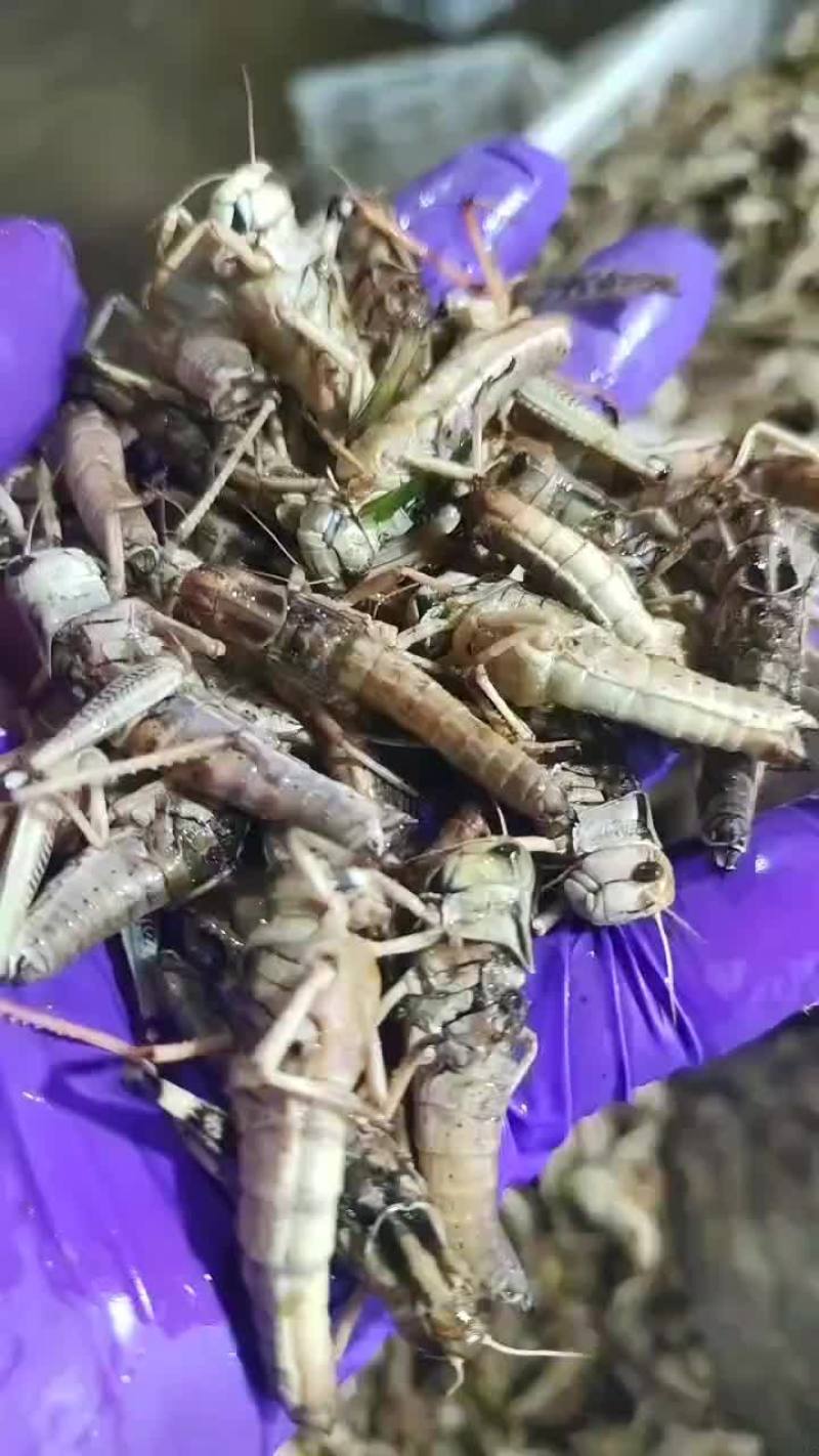 速冻蚂蚱蝗虫东亚飞蝗