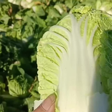 甘肃永昌娃娃菜大量有货对接全国市场商超电商社区团购